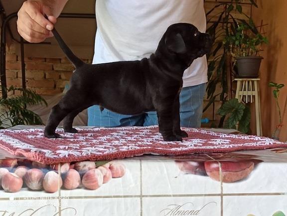 Cane-corso-štenci
