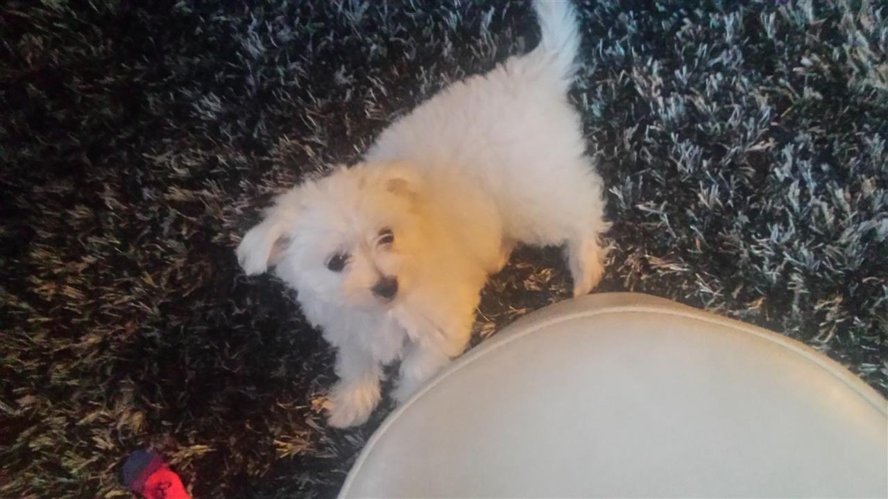 Maltezer