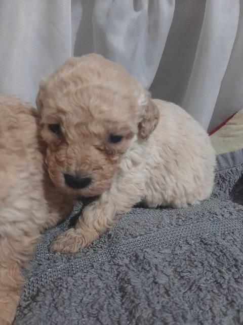 Maltipoo-štenci