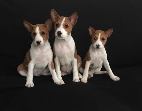 BASENJI