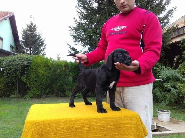 Cane-Corso---POVOLJNO