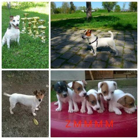 Džek-Rasel-terijer--Jack-Russell-terrier