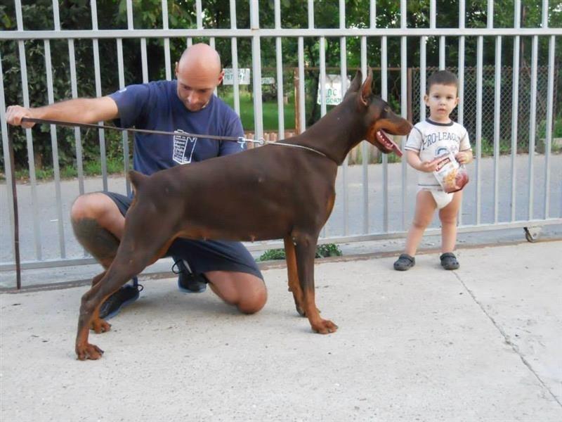 Doberman-stenci-