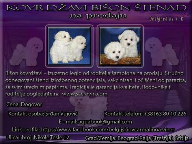 Kovrdžavi Bišon štenad na prodaju