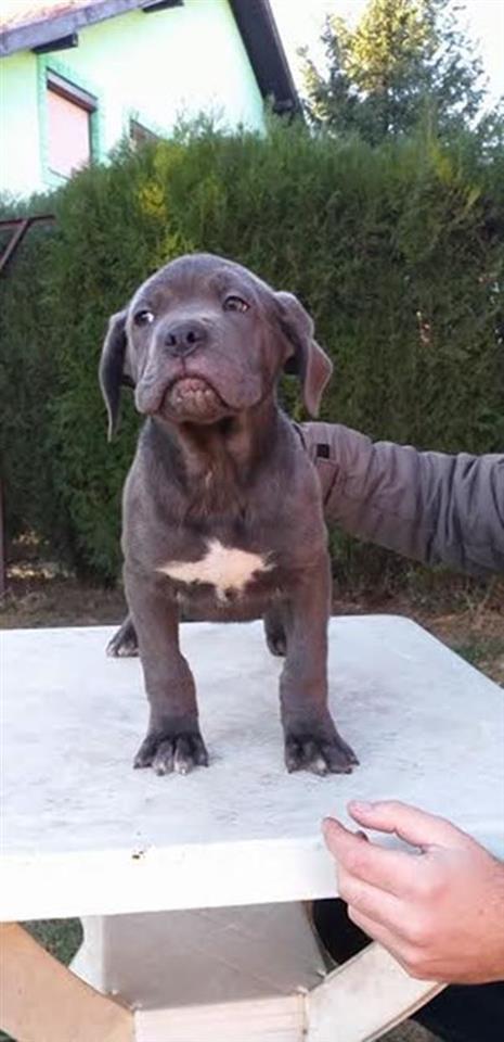 CANE-CORSO