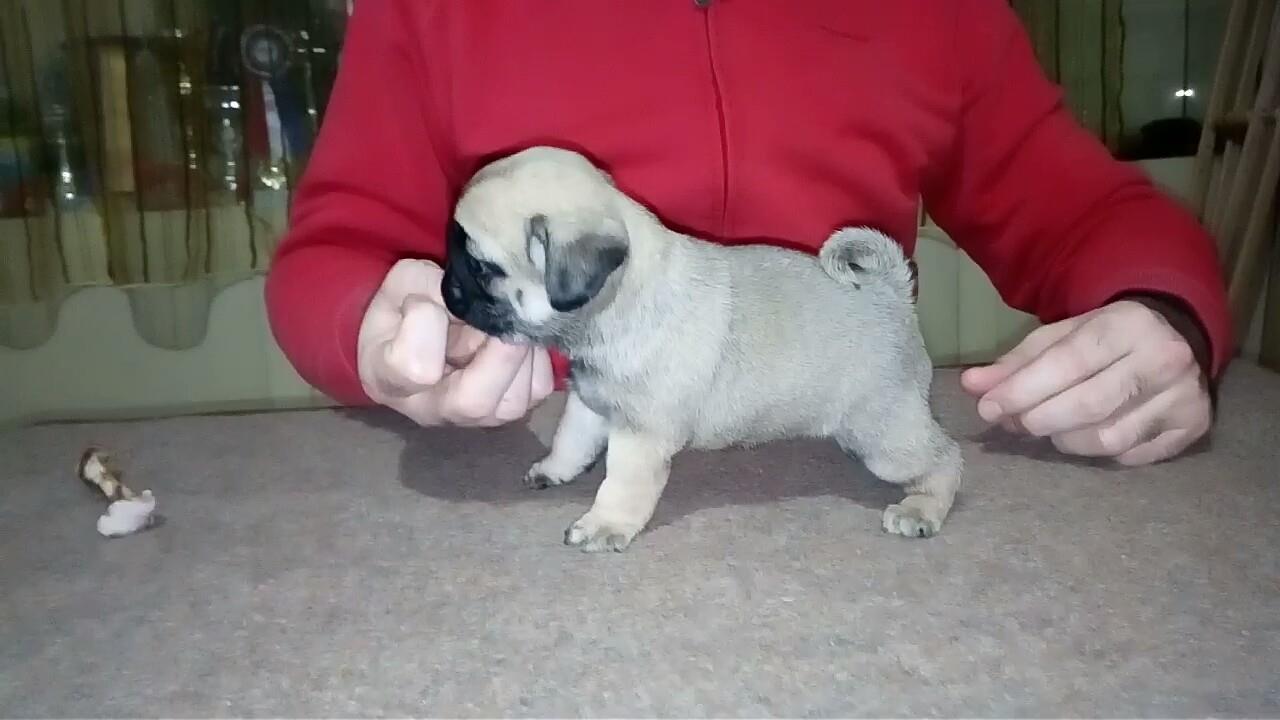 Mops-štenci-na-prodaju