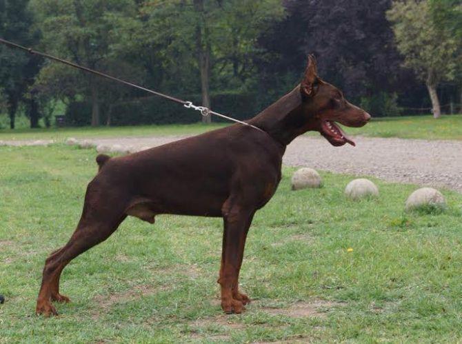 Doberman-štenci