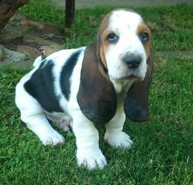 Basset-Hound-baset