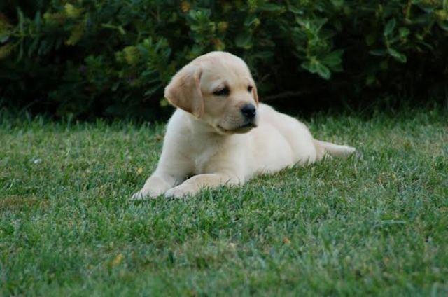 Labrador-retriver-stenci-na-prodaju