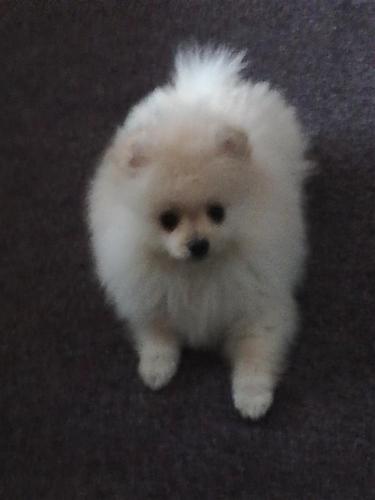 Pomeranskog spic