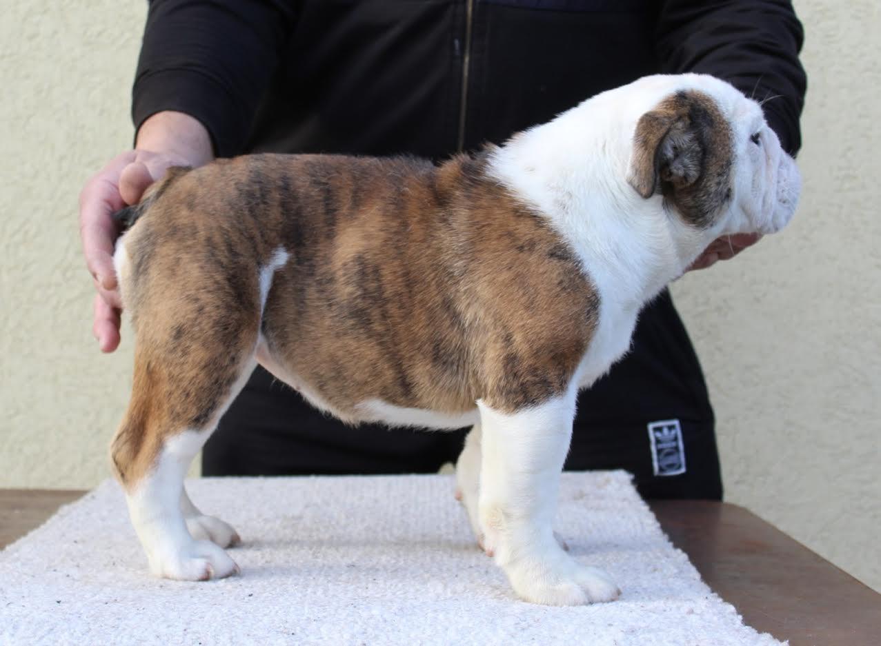 Engleski-buldog
