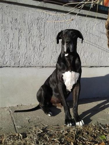 Nemacka doga