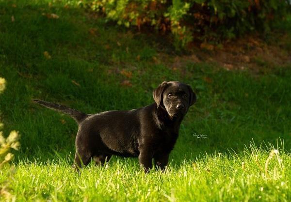 Labrador-Retriver-štenci