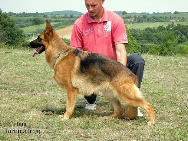 Ženka Nemačkog ovčara