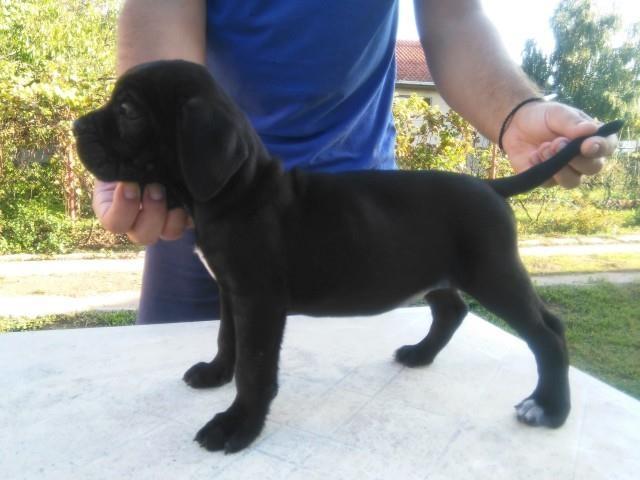 Cane-corso-stenci-