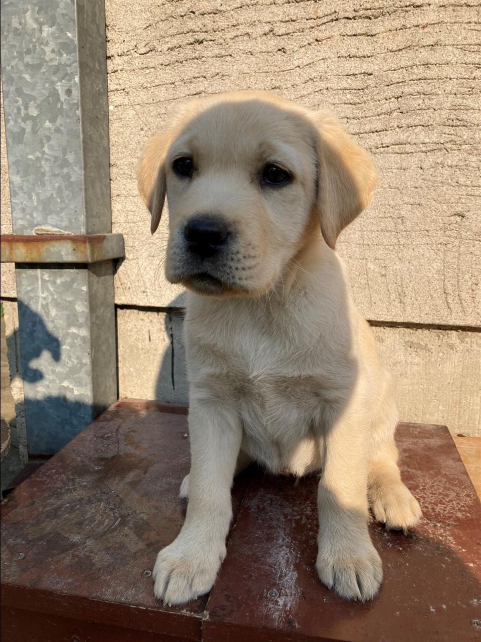 Labrador-retriver-stenci