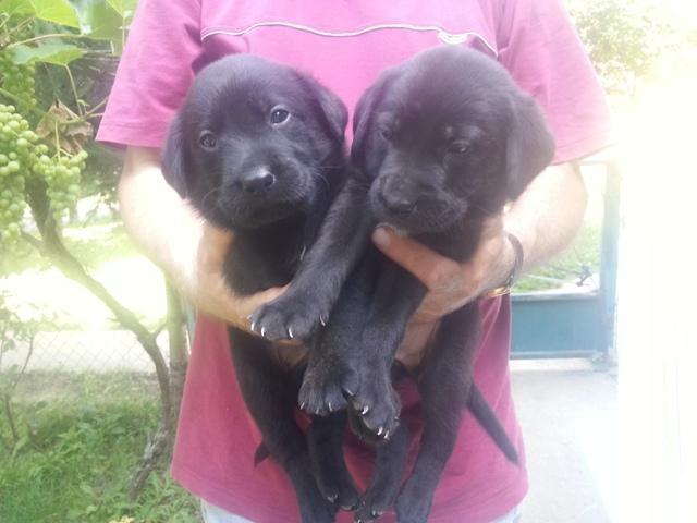 Labrador, crni stenci