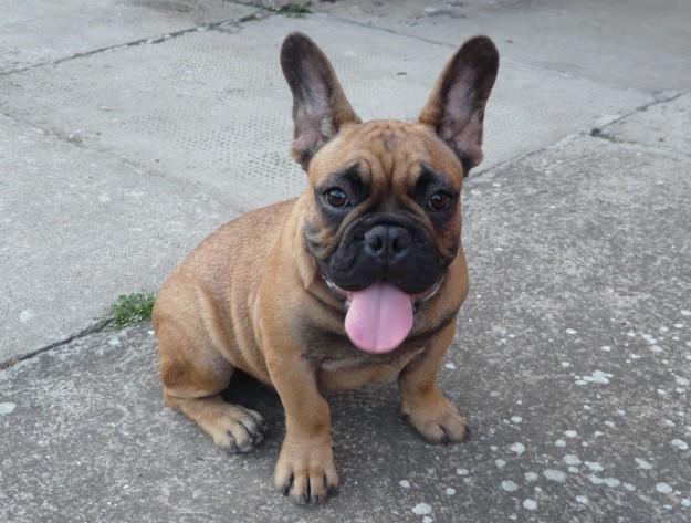 Francuski-buldog-muško-štene