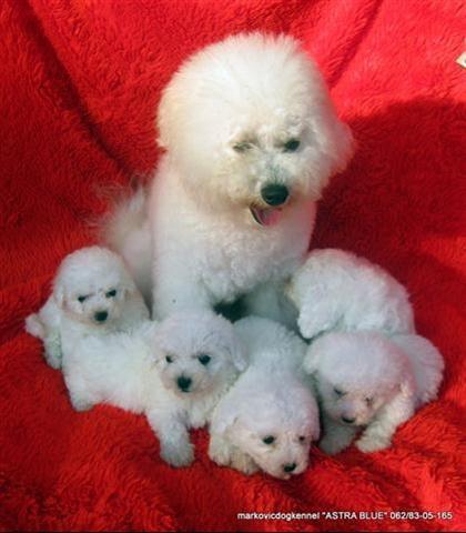 Bichon Frise, stenci