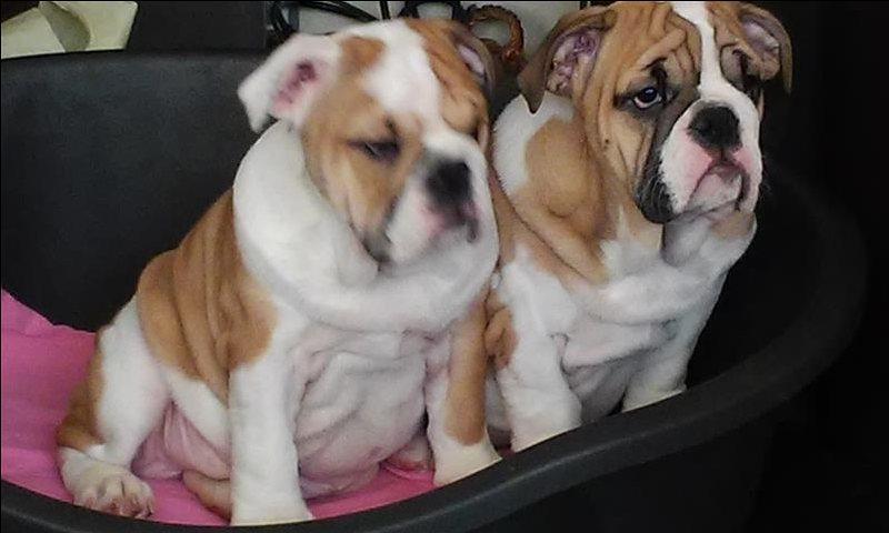 Engleski-buldog