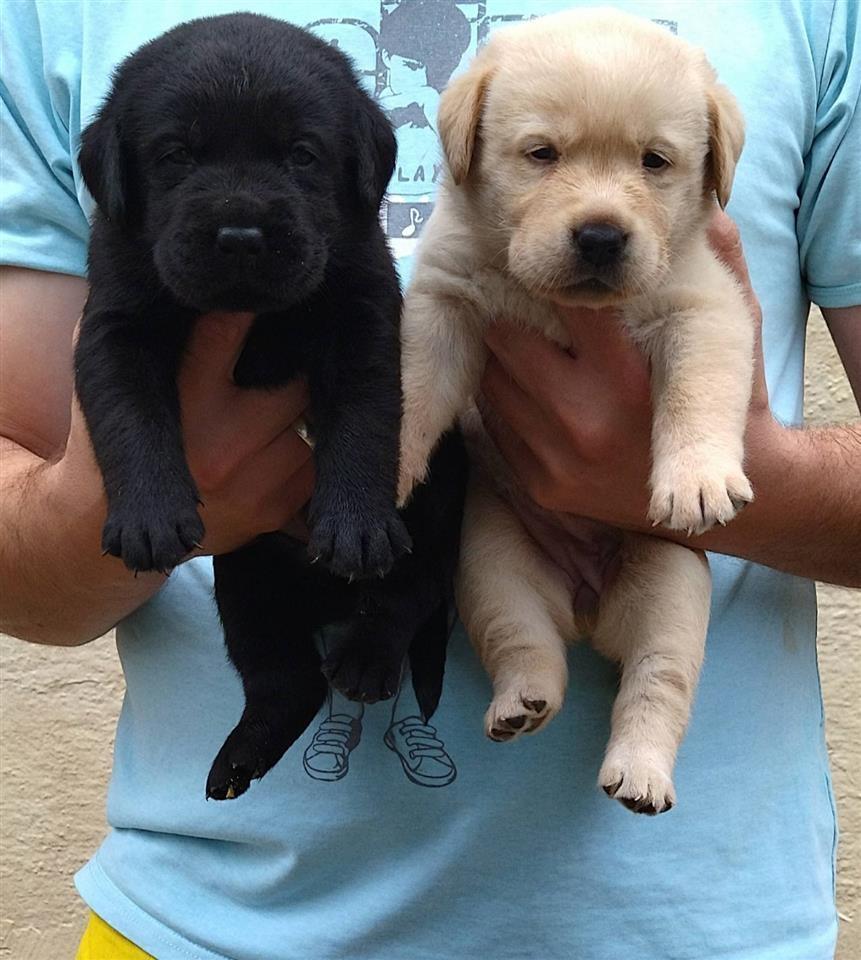 Labrador-