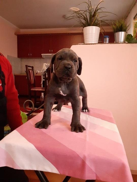Cane-corso-štenci