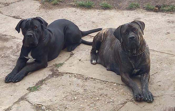Cane Corso