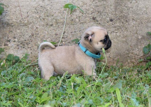 Mops--štenci
