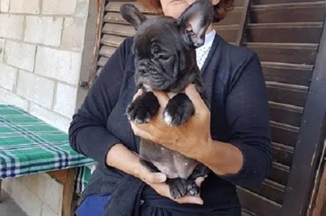 Francuski-buldog-