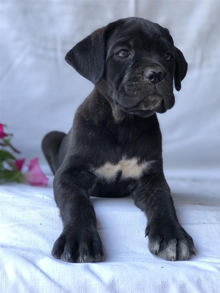 Na-prodaju-stenci-Cane-Corso