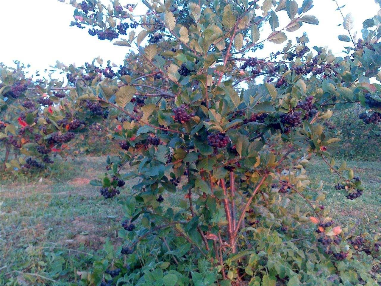 Maticni-sok-od-aronije