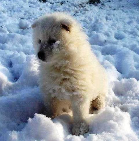 Samojed-stenci