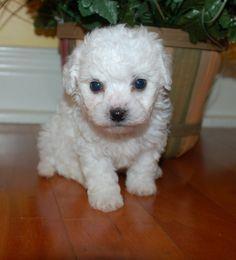 pudla