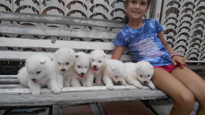 Samojed stenci