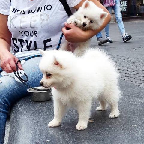 Pomeranski-Špic-
