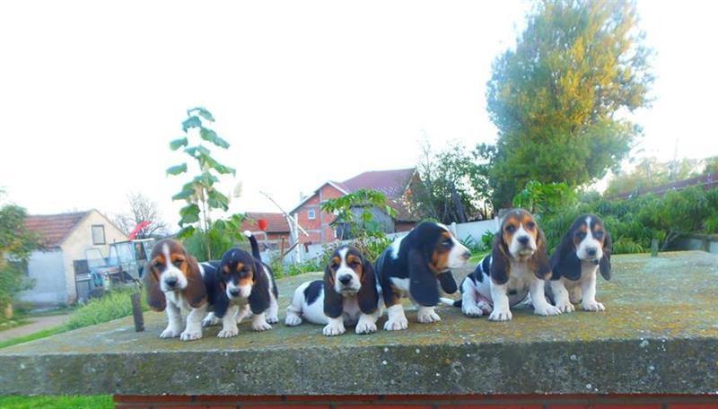 Basset-Hound-baset-stenci