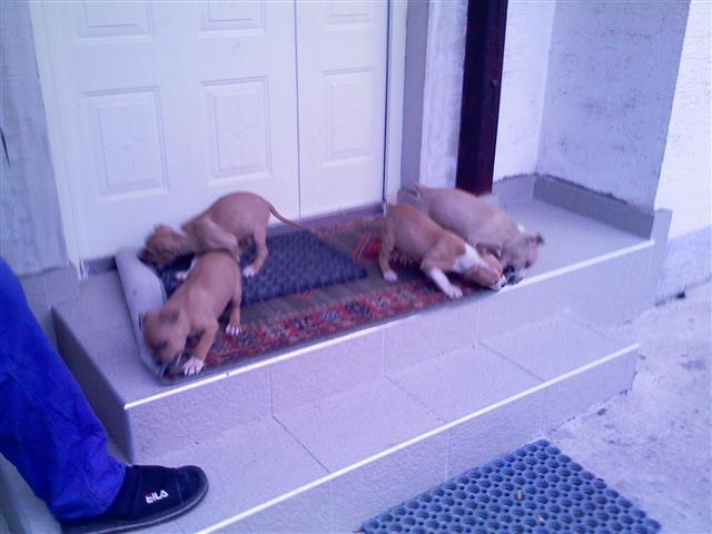 Stafford stenci
