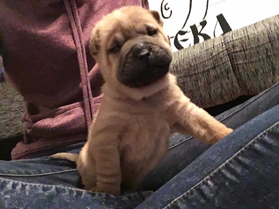 Shar-Pei