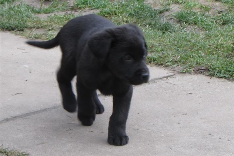Labrador-retriver-stenad