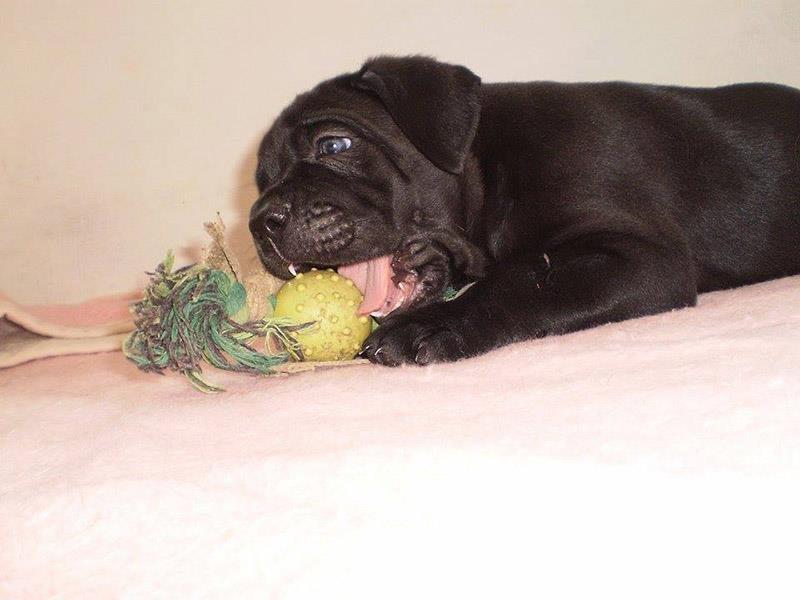 Cane-Corso-štenad-na-prodaju