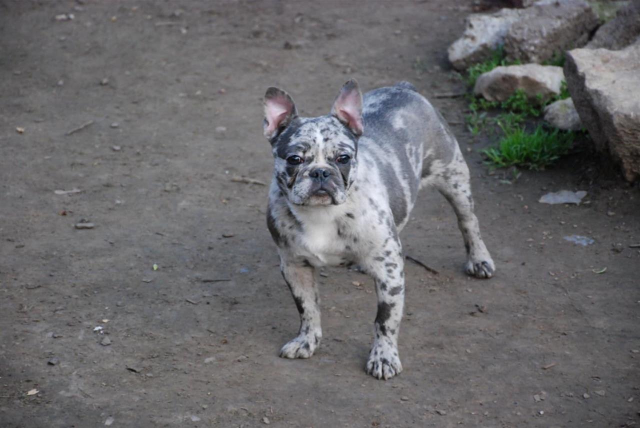 Francuski-buldog