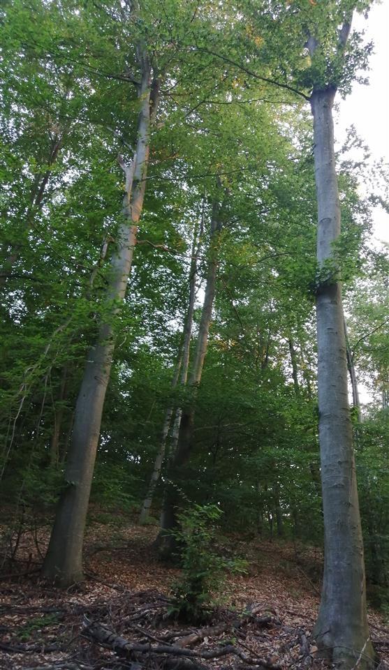 Šuma