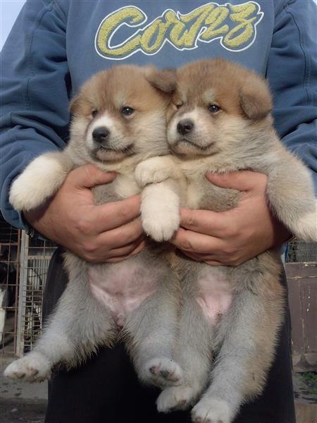 Akita-inu-stenci