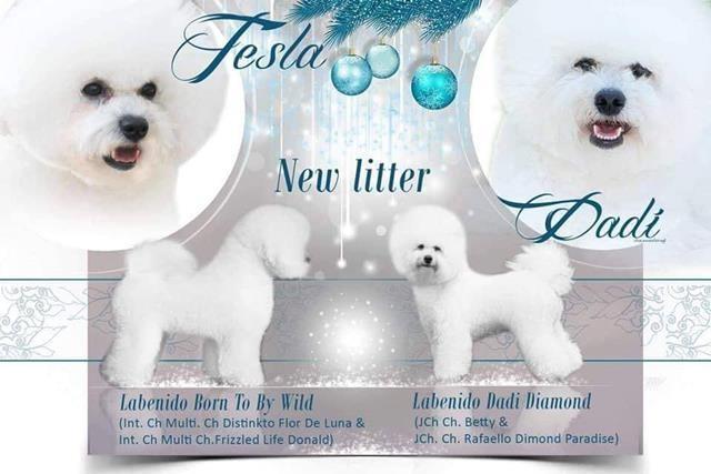 Bichon-Frise