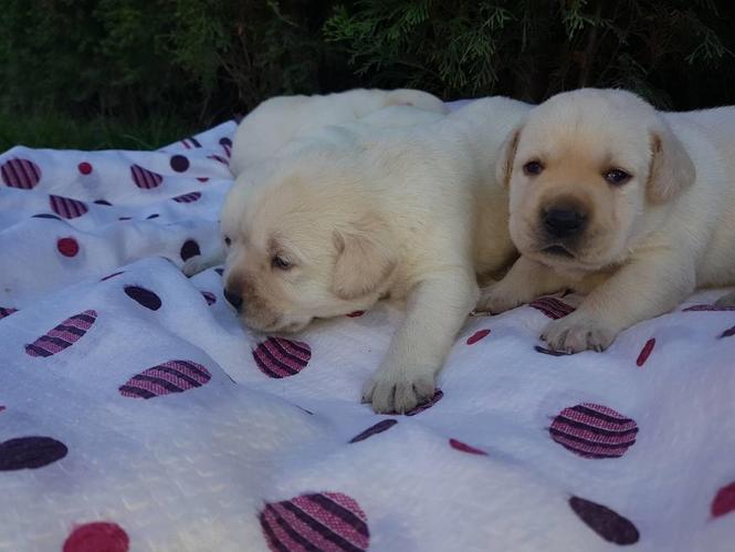 Labrador štenci