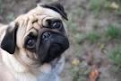 pug mops