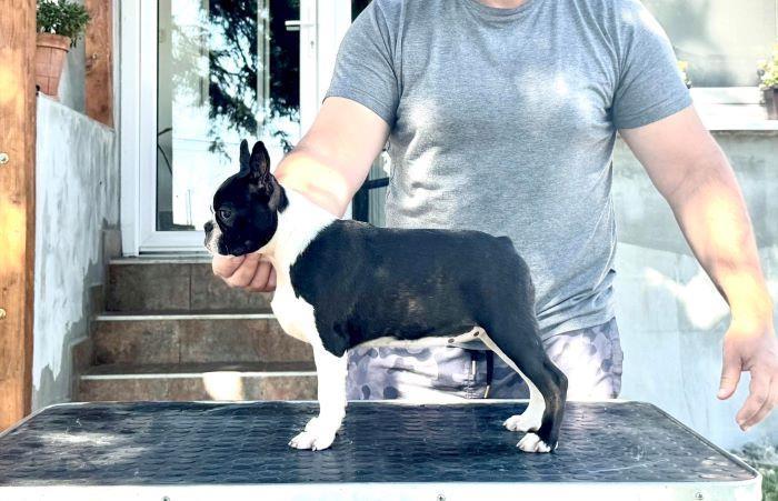 Boston-terrier-stenci