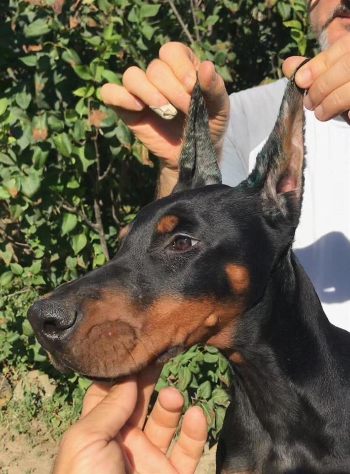 Doberman-štenci