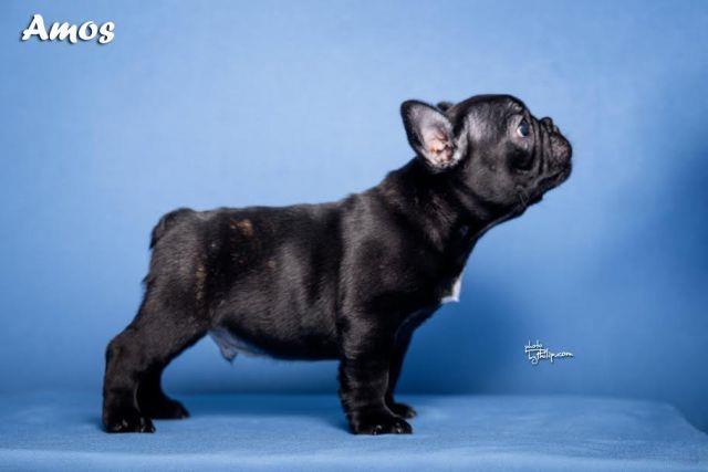 Francuski-buldog-