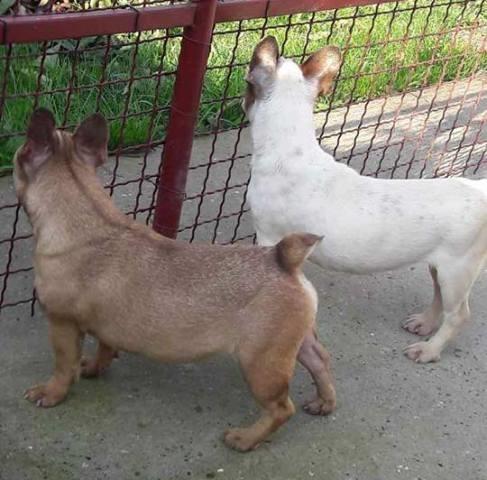 Francuski-buldog--zenke